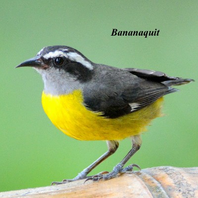 Bananaquit